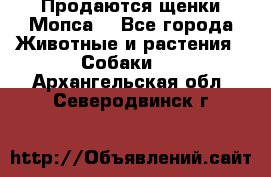 Продаются щенки Мопса. - Все города Животные и растения » Собаки   . Архангельская обл.,Северодвинск г.